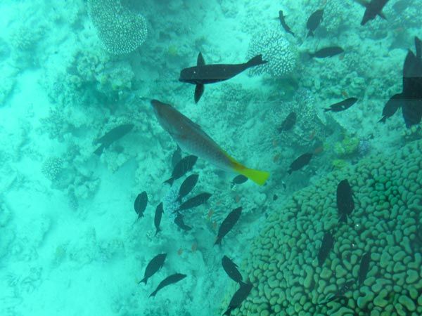 fiskar